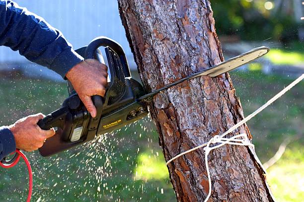 Best Emergency Tree Removal  in Hayfield, VA